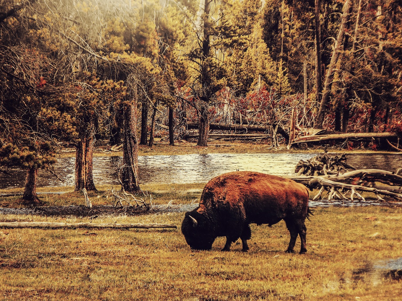 bison, animal, pasture